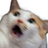 cat nani