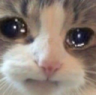 cat sad