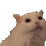 cat scream