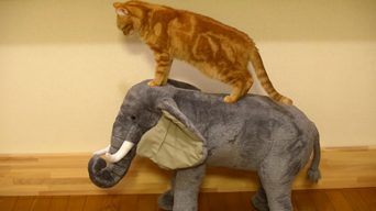 gato vs postgre